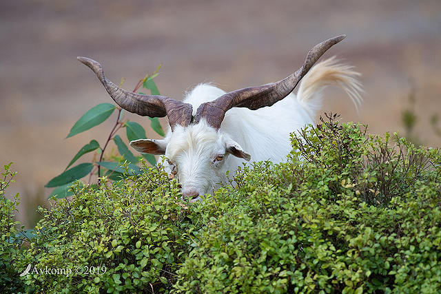 goat 2594