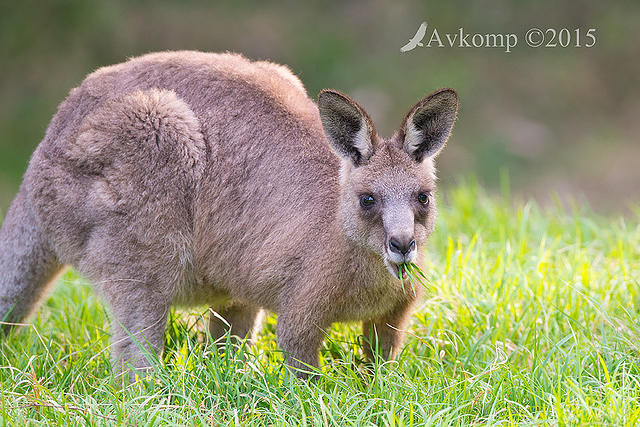 kangaroo 4171
