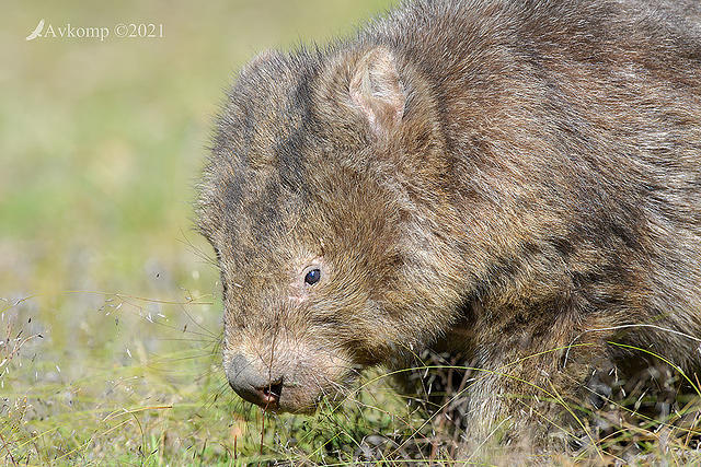 wombat 5377