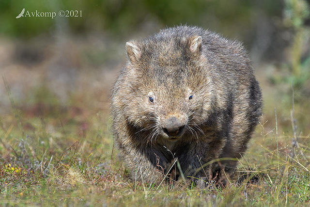 wombat 5378