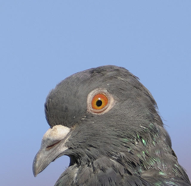 pigeon test nx sharp 9 in cam.jpg