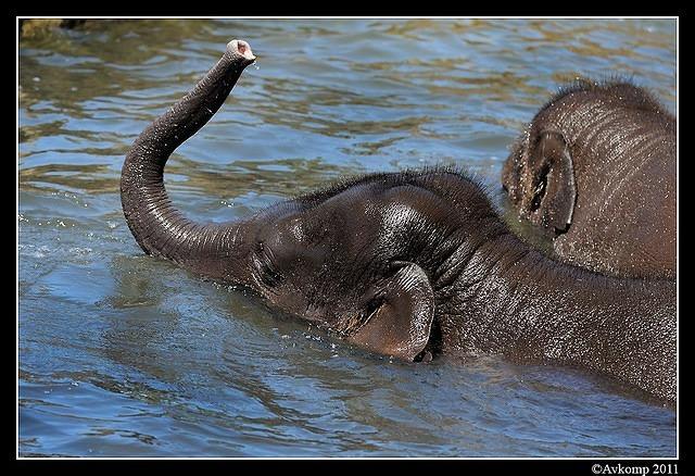 elephant  1416.jpg