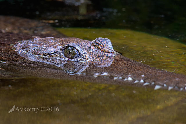 freshwater croc 8230
