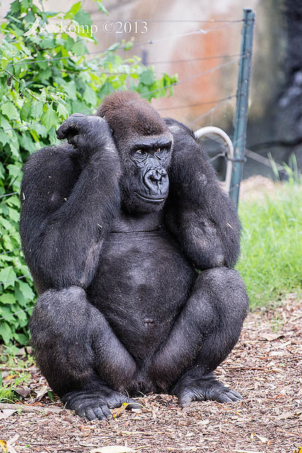 gorilla 6426.jpg