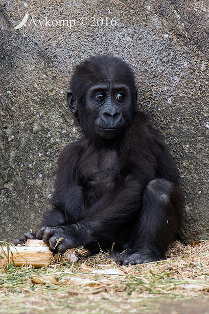 gorilla 8312