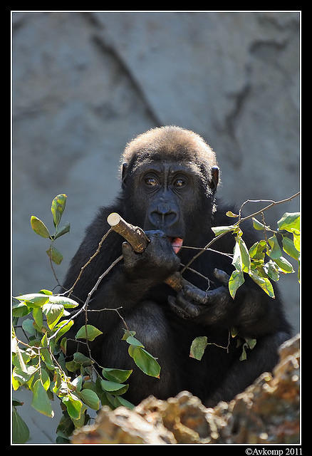 gorilla0105.jpg