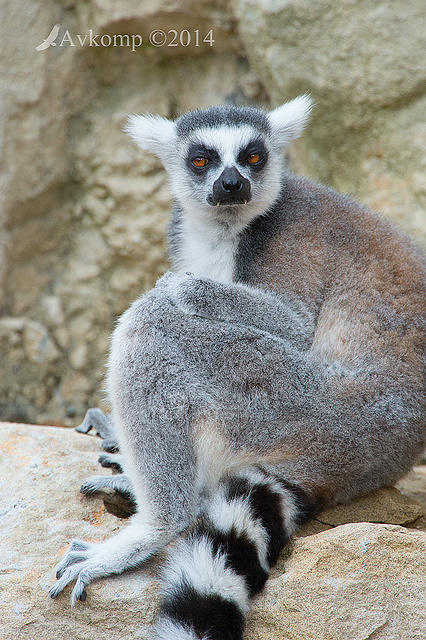 lemur 11947.jpg
