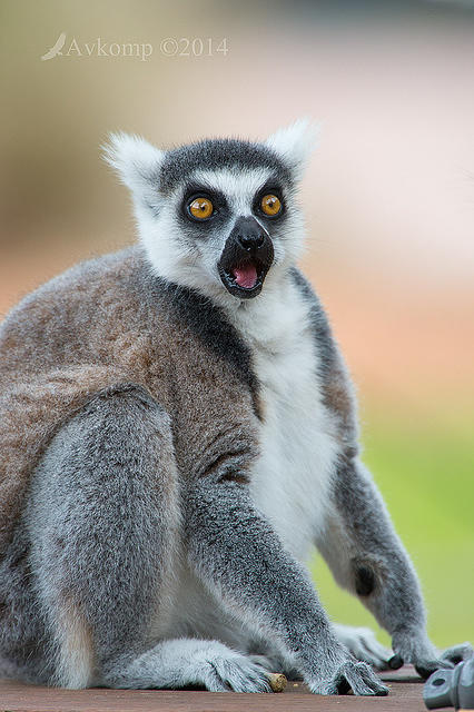 lemur 11963.jpg