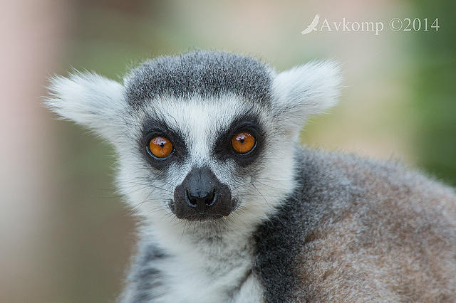 lemur 11979.jpg
