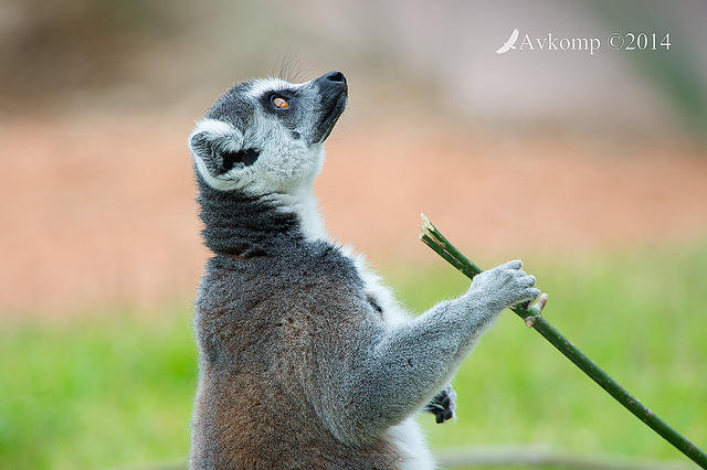 lemur 11984.jpg