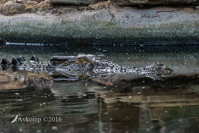 saltwater crocodile 8336