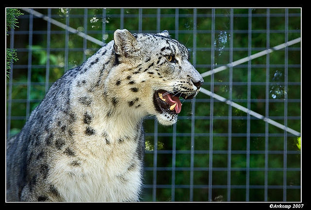 snow leopard 485.jpg