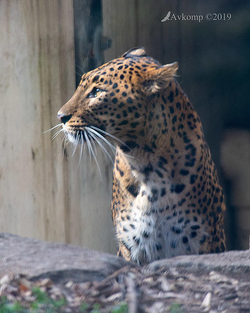 sri lanakan leopard 1548