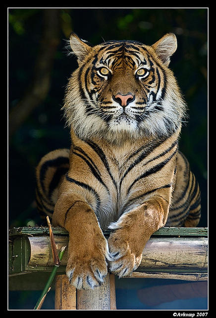 sumatran tiger 462.jpg
