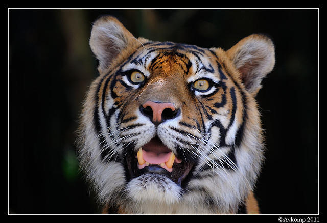 tiger  1318.jpg