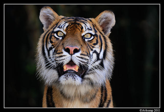 tiger  1319.jpg