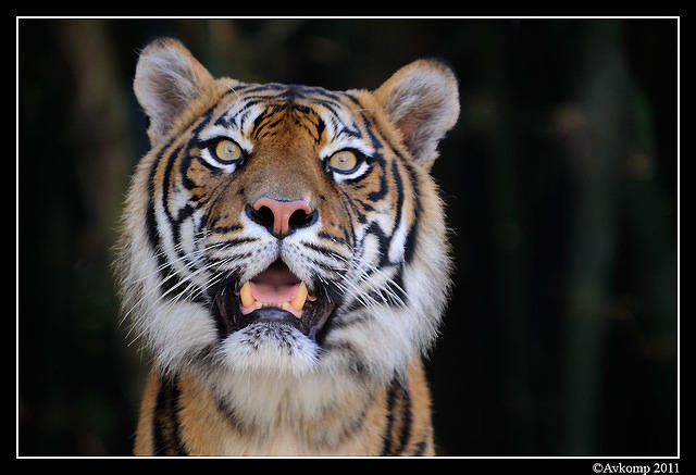 tiger  1320.jpg