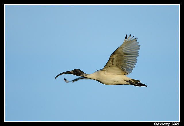australian ibis  4604.jpg