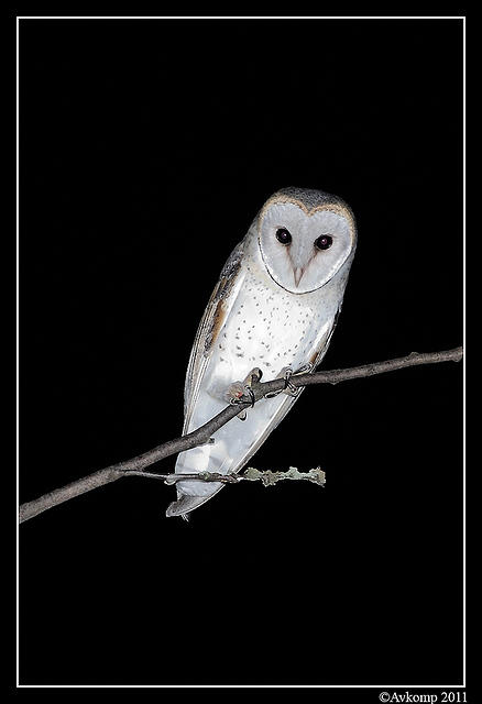 barn owl 0258 vertical.jpg