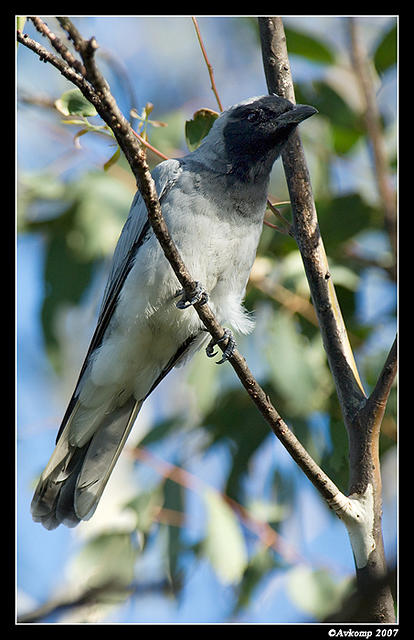 black faced cuckoo shrike 210.jpg