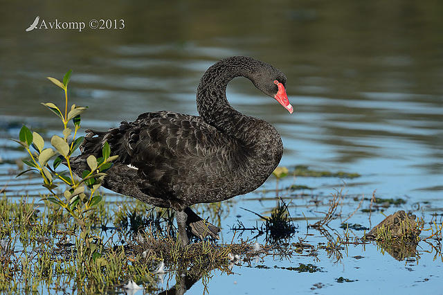 black swan6538.jpg