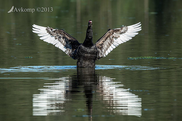 black swan6555a.jpg