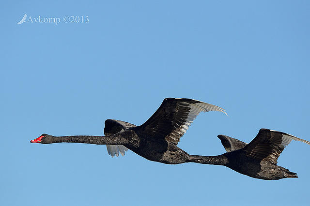 black swan6565.jpg