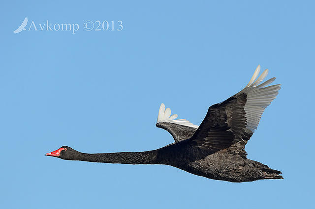 black swan6569.jpg