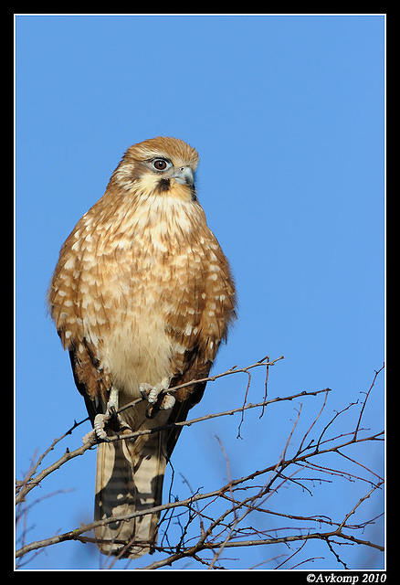 brown falcon 6036.jpg