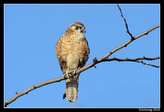 brown falcon 6051.jpg