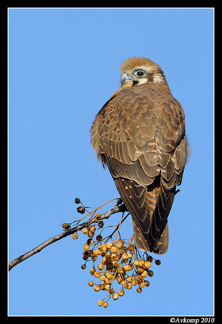 brown falcon 6068.jpg