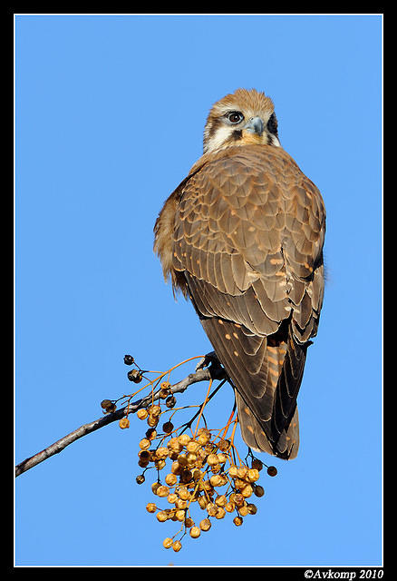 brown falcon 6074.jpg