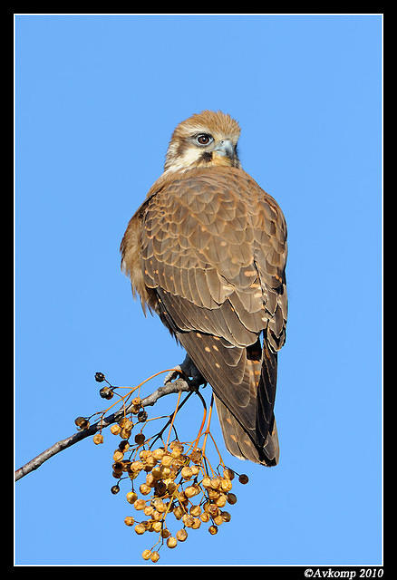 brown falcon 6076.jpg