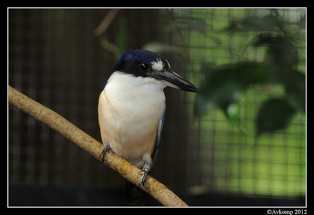 forest kingfisher1608.jpg