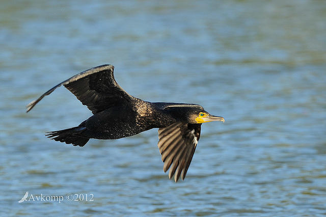 great cormorant 5470.jpg