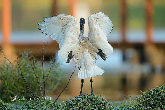 ibis 6708.jpg