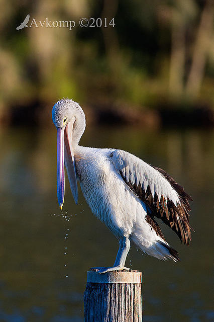 pelican 11707.jpg