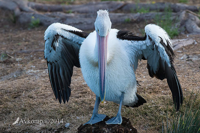 pelican 17337.jpg