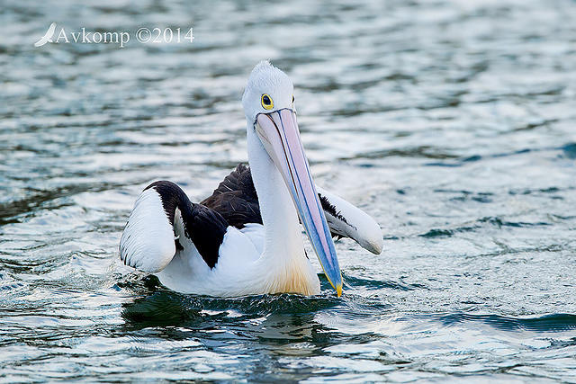 pelican 17350.jpg