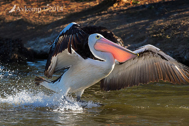 pelican 17809.jpg