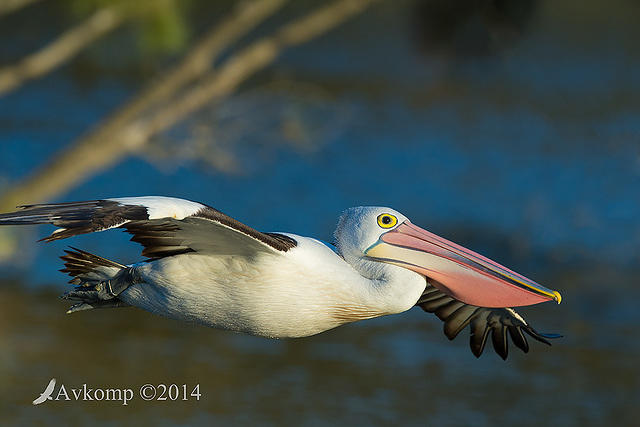 pelican 17833.jpg