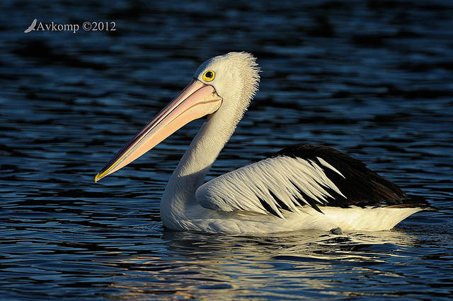 pelican 2371.jpg
