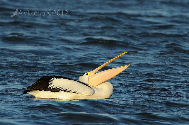 pelican 4301.jpg