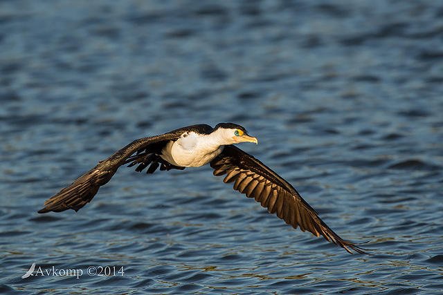 pied cormorant 15951.jpg