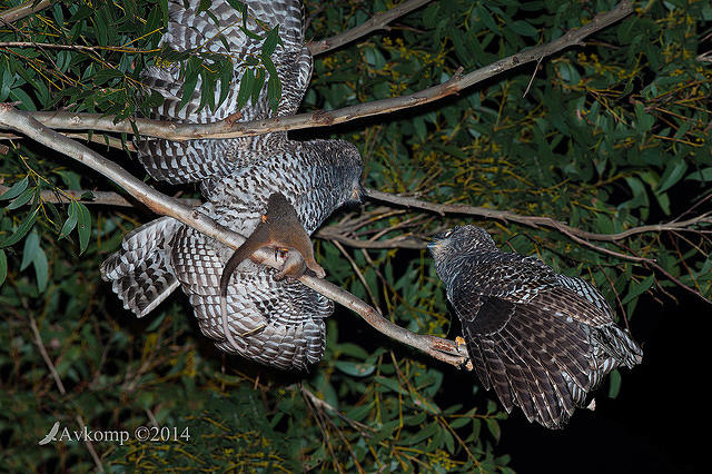 powerful owls 2 males fighting