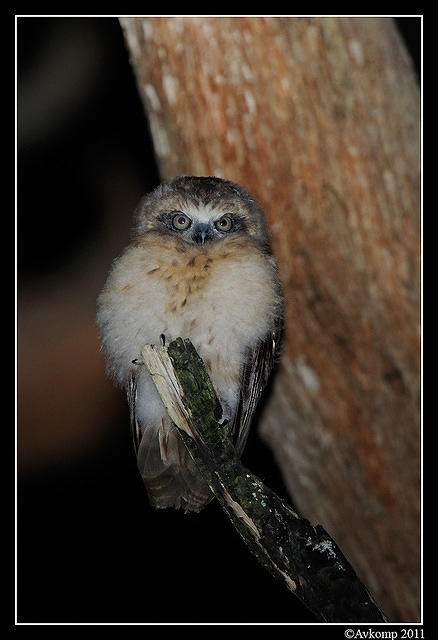 southern boobook chick 1462.jpg