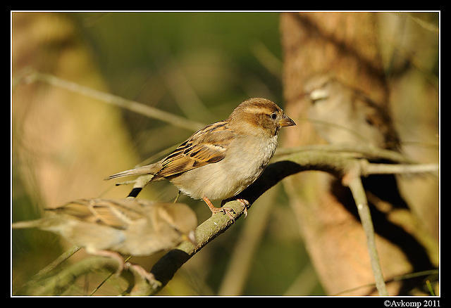 sparrow 0551.jpg