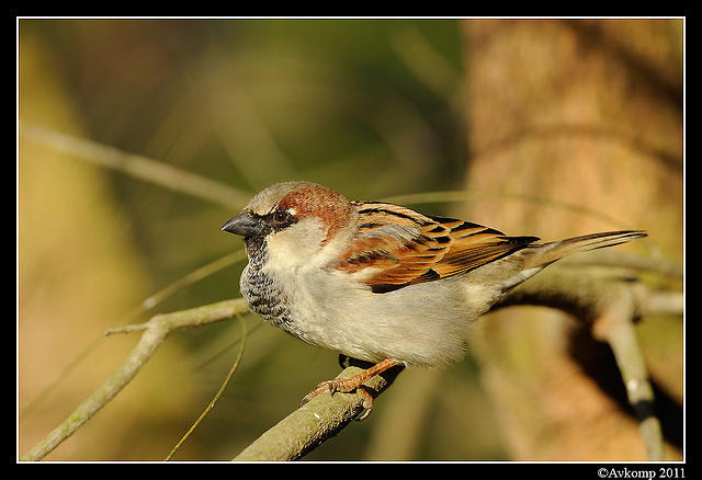 sparrow 0557.jpg