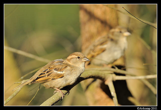 sparrow 0565.jpg