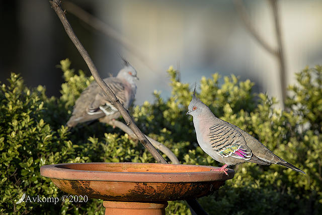 crested pigeon 3822